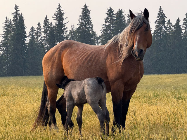 The Top Gun Horse Sale