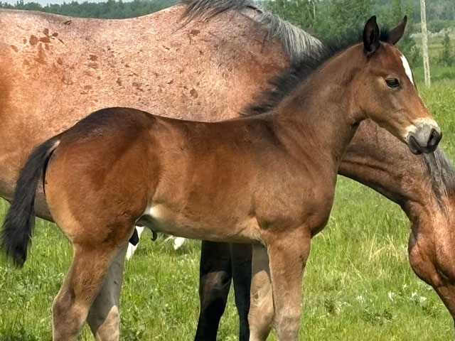 Picture of a colt
